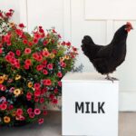 Midway Farmhouse, Bond Design Company, Exterior, Milk Box Chicken